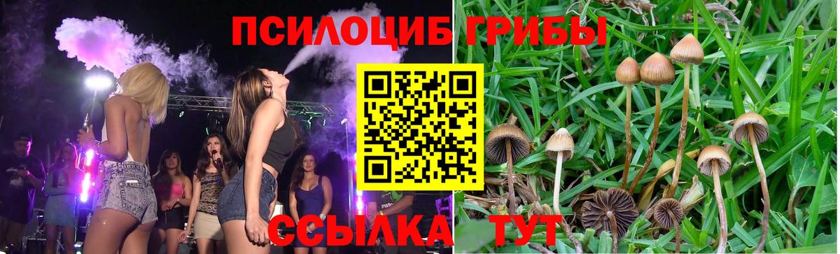 Псилоцибиновые грибы Psilocybe Чебоксары